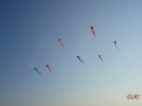 Schleierdeltas_004