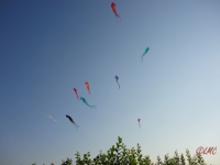 Schleierdeltas_014