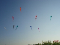 Schleierdeltas_021