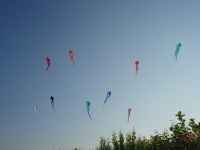Schleierdeltas_024