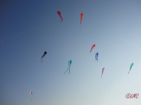 Schleierdeltas_026
