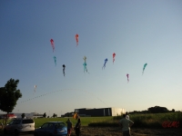 Schleierdeltas_029