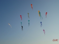 Schleierdeltas_044