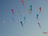 Schleierdeltas_045