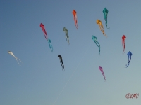 Schleierdeltas_051