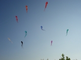 Schleierdeltas_007