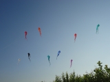 Schleierdeltas_023