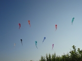 Schleierdeltas_024