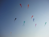 Schleierdeltas_026