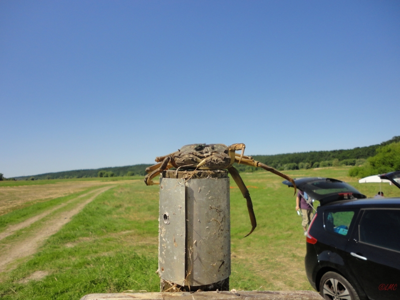 Wiesenreinigung_2013_001