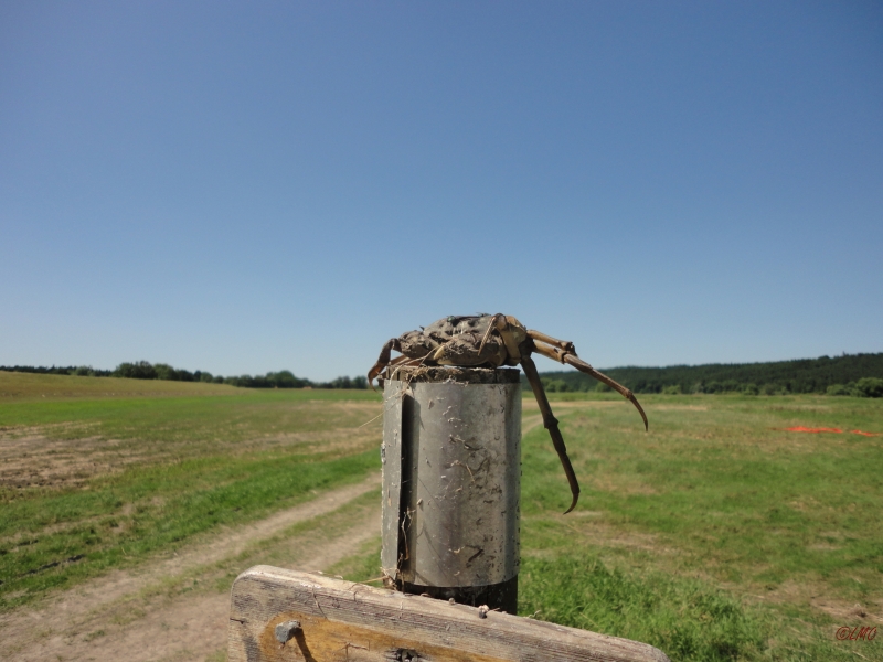 Wiesenreinigung_2013_002