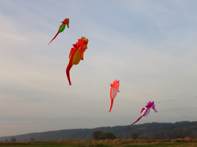 Artlenburg_2014_11_23_003