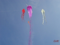 Fanoe_2013_020