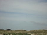 Fanoe_2013_029