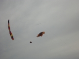 Fanoe_2013_055