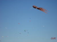 Fanoe_2013_064