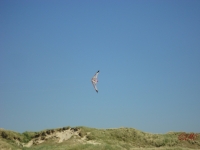Fanoe_2013_075