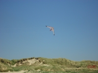 Fanoe_2013_078