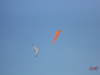 Fanoe_2013_082