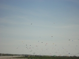 Fanoe_2013_065