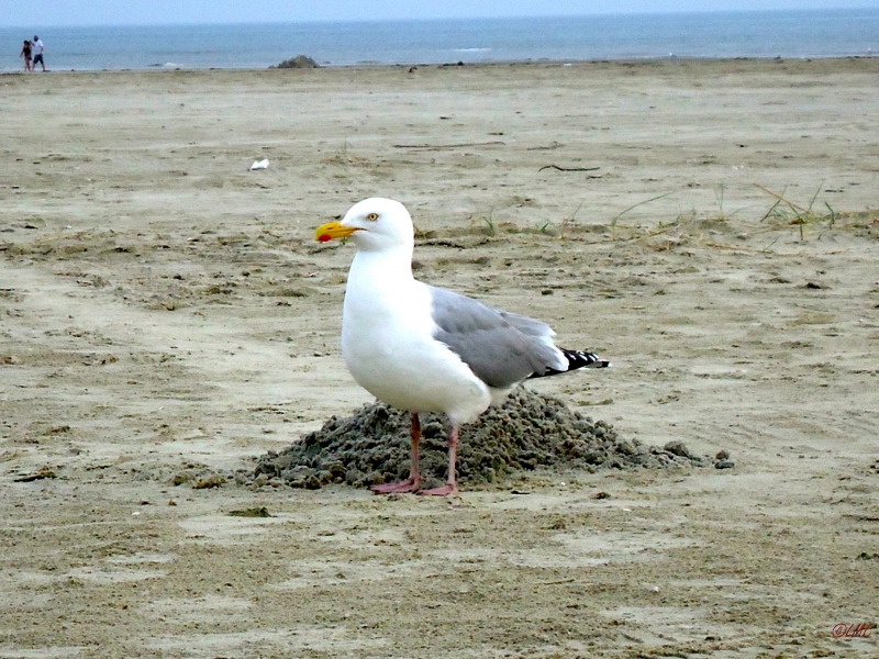 Fanoe_2013_177