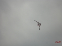 Fanoe_2013_103