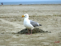 Fanoe_2013_177