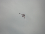 Fanoe_2013_104