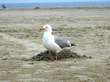 Fanoe_2013_177