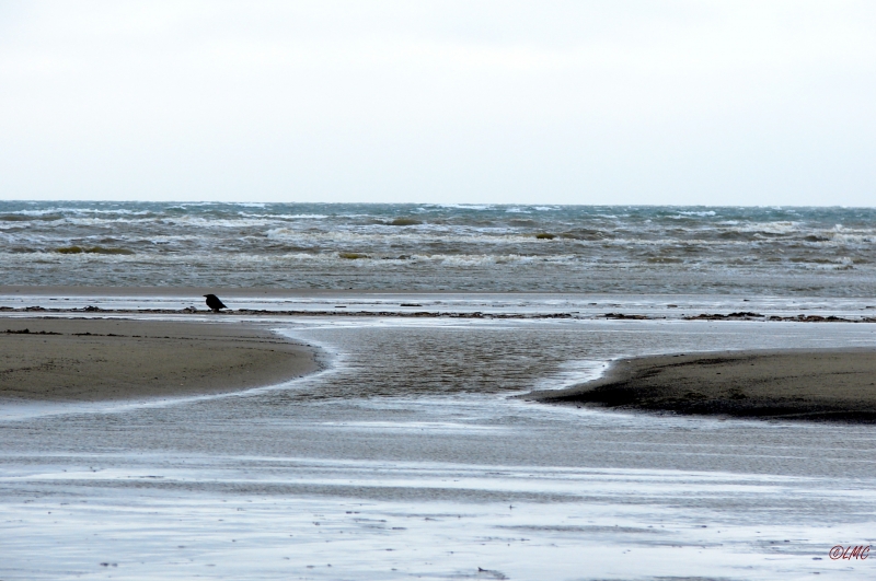 Fanoe_2013_181