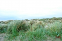 Fanoe_2013_183