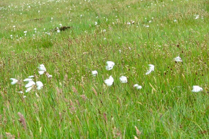 Fanoe_2013_206