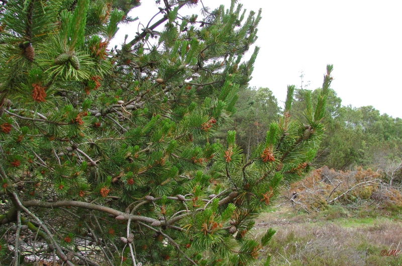 Fanoe_2013_208
