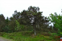 Fanoe_2013_203
