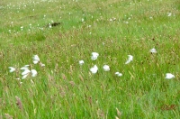 Fanoe_2013_206