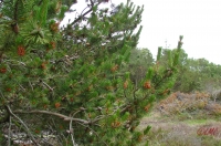 Fanoe_2013_208