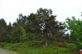 Fanoe_2013_203