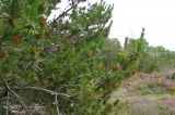 Fanoe_2013_208