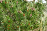Fanoe_2013_210