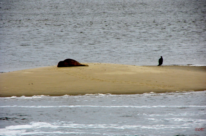 Fanoe_2013_258