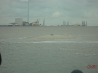 Fanoe_2013_159