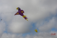 Fanoe_2013_166