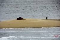 Fanoe_2013_258