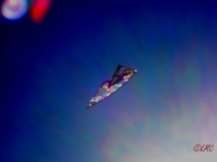 Wolsing_2013_007