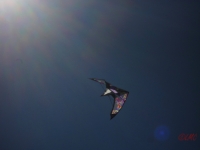 Wolsing_2013_009