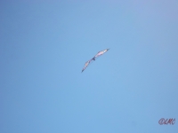 Wolsing_2013_012
