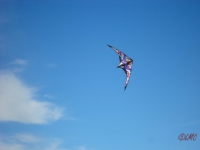 Wolsing_2013_016