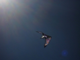 Wolsing_2013_009