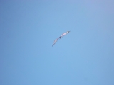Wolsing_2013_012