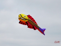 fanoe_2014_016